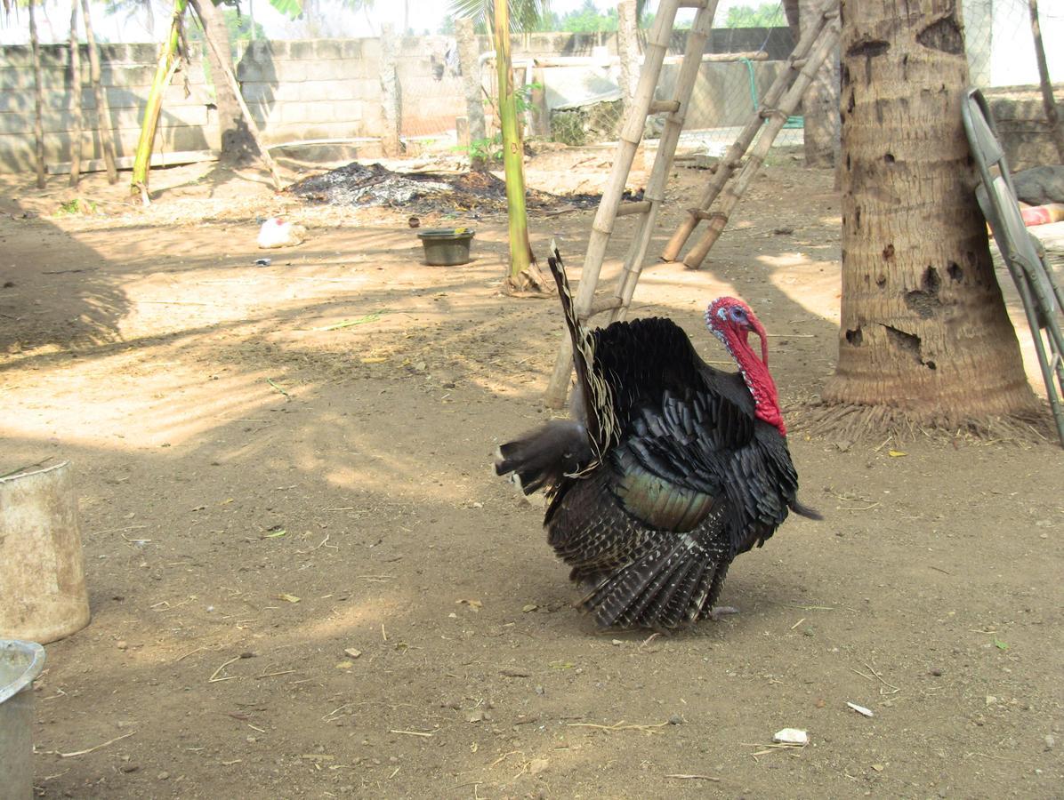 Holiyday In Vgf Farm House Danishpet Exterior photo